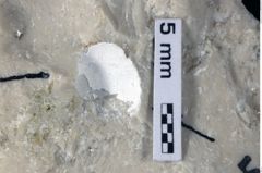 Foto (Detailansicht) von Decapoda indet. (NHMW-GEO-1990-0041-0405)